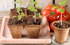 plantar tomate em casa