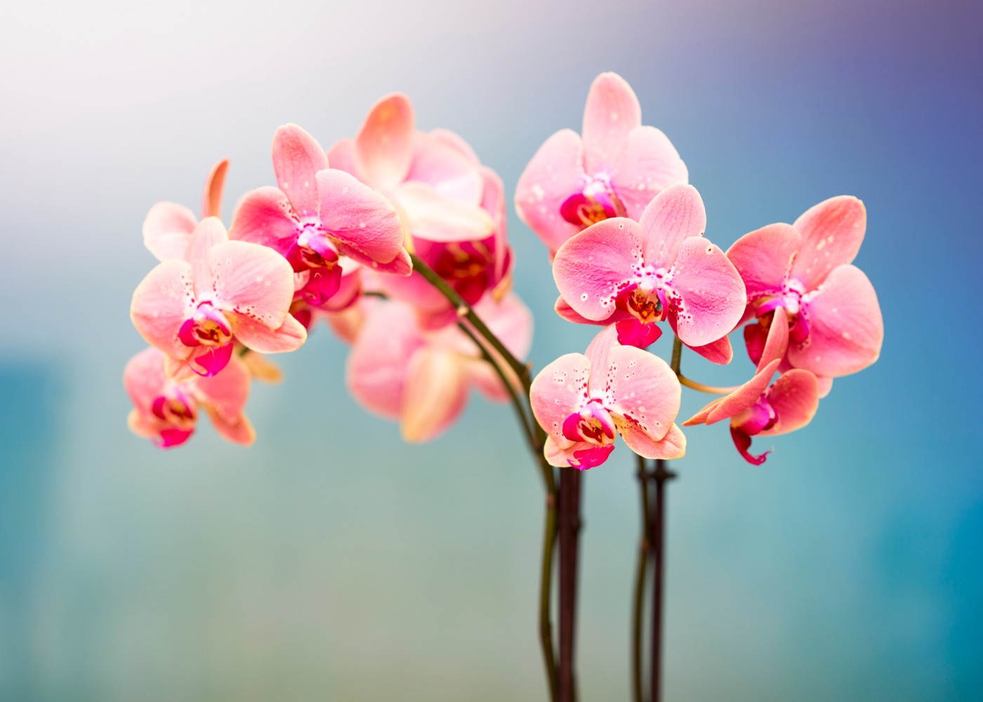orquídeas rosa