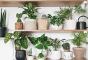 prateleiras de casa com plantas de interior que purificam o ar