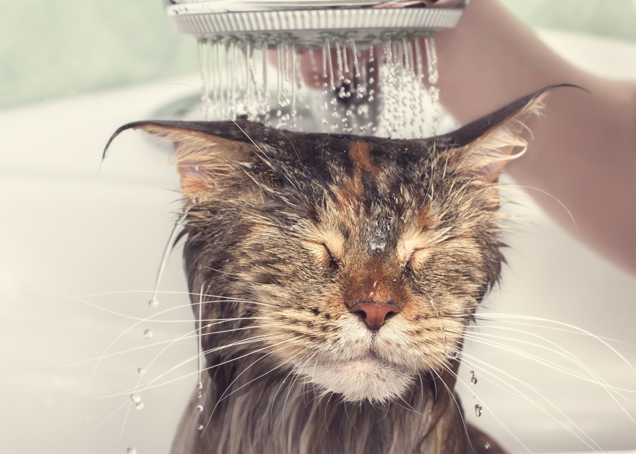 Dar banho ao gato: proibido ou aconselhável?