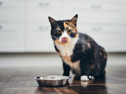alimentos que os gatos não podem mesmo comer