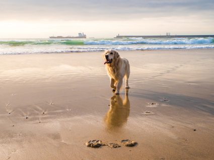 praias para cães