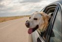 Transportar cães em automóveis