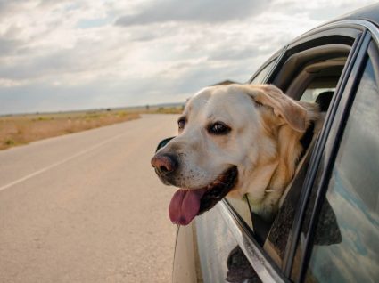 Transportar cães em automóveis