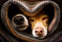 Cães com frio embrulhados em manta