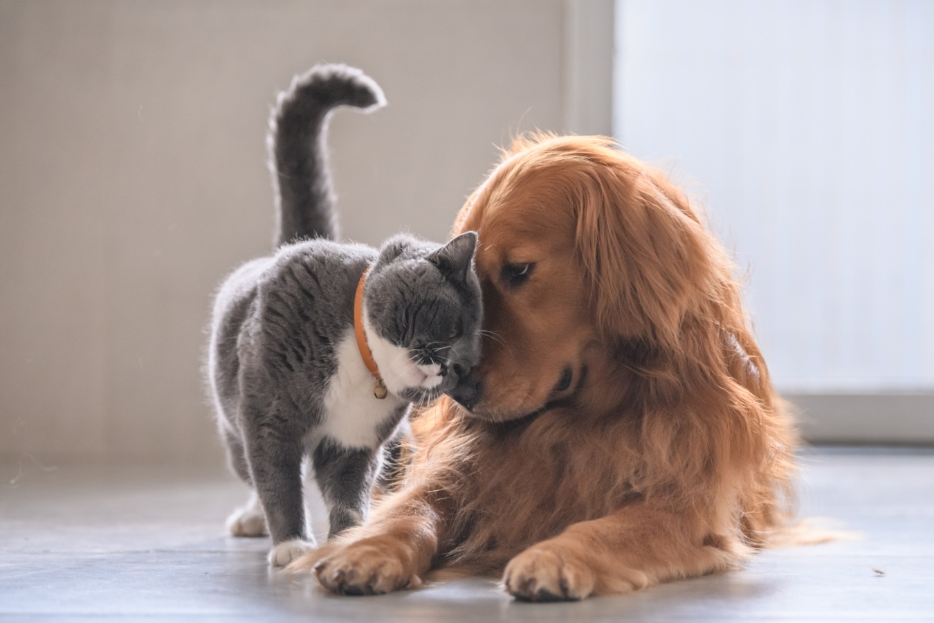Cão ou gato: descubra qual o amigo de estimação certo para si