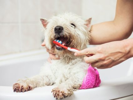 Lavar os dentes ao cão
