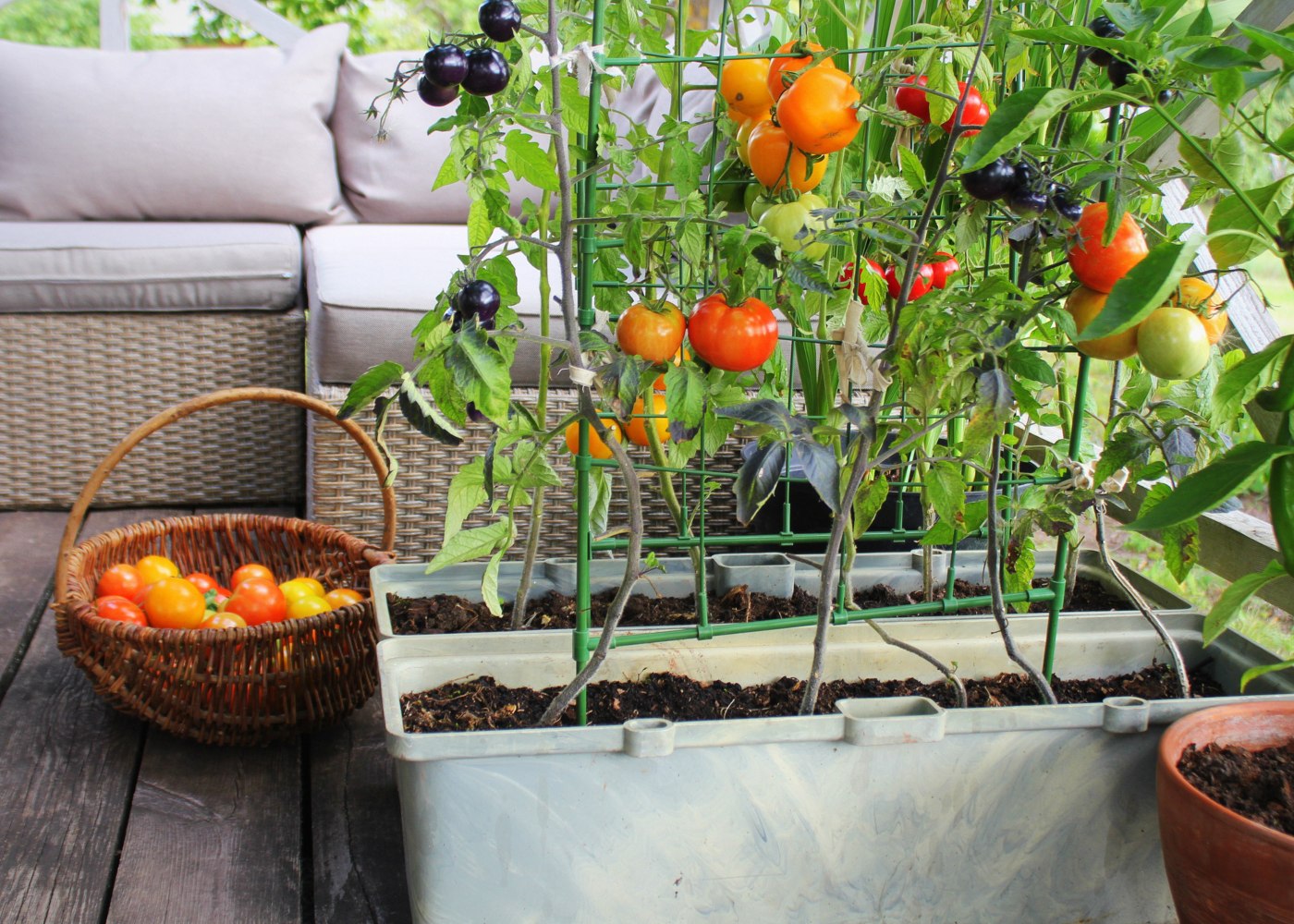 Como fazer uma horta em casa: ideias bonitas e simples