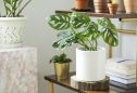 vaso com plantas numa mesa de apoio