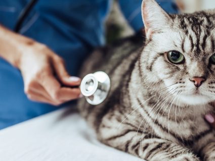 Quanto custa esterilizar um gato? Fizemos as contas
