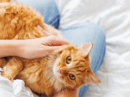 Asma felina: o que é, sintomas e tratamento
