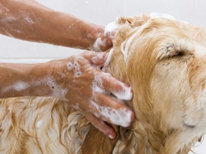 Golden Retriever: cuidados a ter com o pelo do seu cão