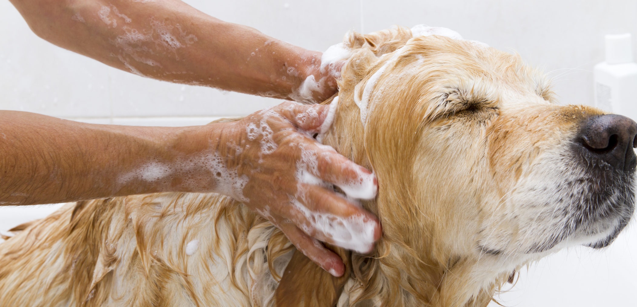 Сколько можно купать собаку. Мытье собаки. Собаку моют. Гигиена собак. Собака моется.