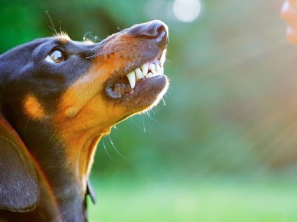 Tudo sobre a raiva em cães: causas, sintomas e medidas de prevenção
