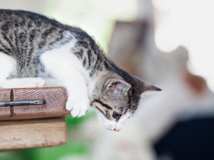 7 vidas de um gato: descubra a origem deste ditado popular