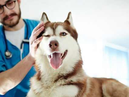 Descubra a utilidade dos condroprotetores para cães
