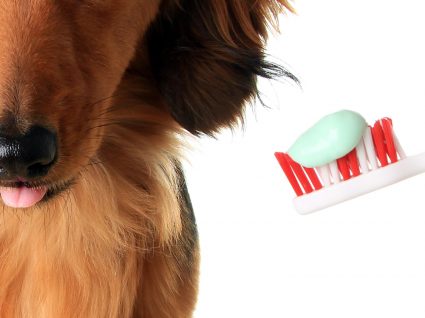 Pasta de dentes para cães: conheça as 3 melhores