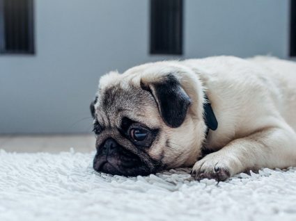 Coprofagia: aprenda a lidar com o problema do seu cão