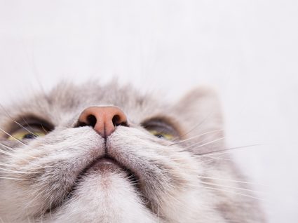 Feromonas para gatos: saiba o que são e para que servem