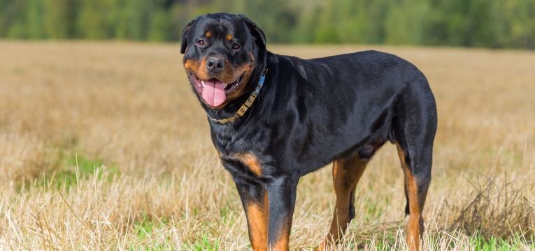 os cães da raça Rottweiler são excelentes cães de guarda 