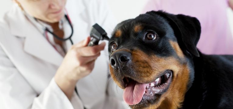 Complicações de saúde associadas à raça Rottweiler