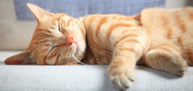 Os gatos adotam diferentes posições na hora de dormir
