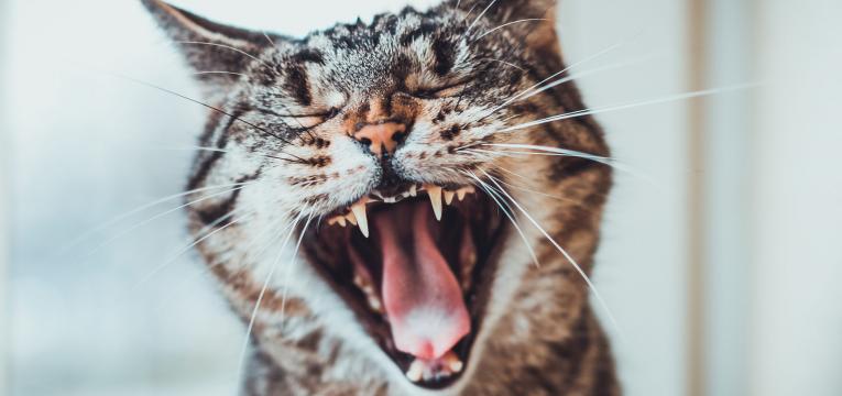 mau halito dos gatos: descubra as causas