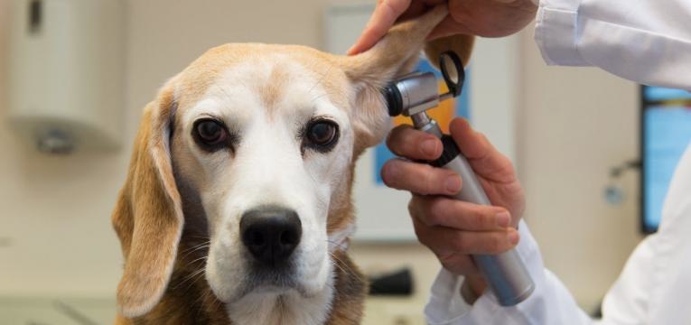 Sintomas e tratamento de cada doença dos cães