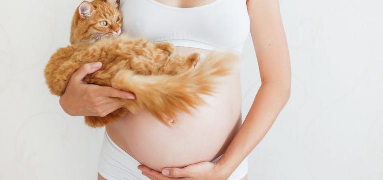 grávida e gato