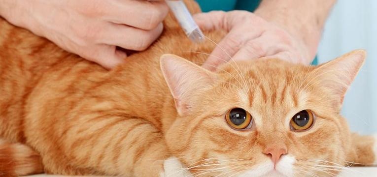 gato a ser vacinado