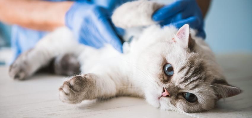 As 5 doenças de gatos mais comuns