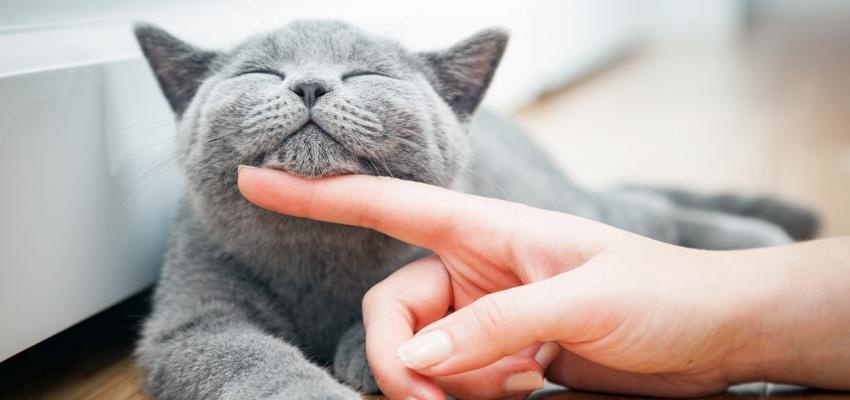 Esterilizar gata: benefÃ­cios, cuidados e preÃ§os