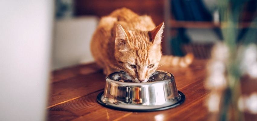Comida para gato: saiba qual deve escolher