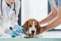 Vacinação dos cães: conheça o plano que não pode falhar