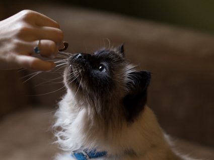 Petiscos caseiros para gatos: 5 opções de lamber e chorar por mais