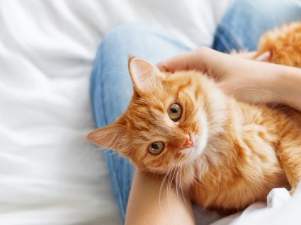 10 dicas para preparar a casa para um gato e a tornar cat friendly