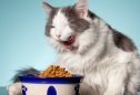 Aprenda 5 receitas nutritivas de ração caseira para gatos