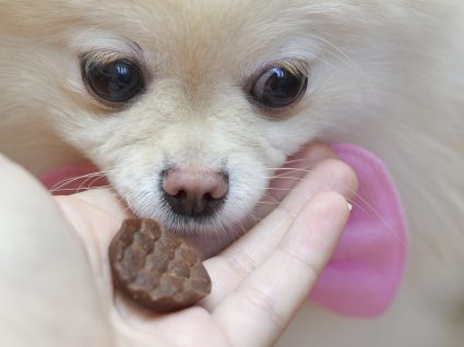 Receitas de biscoitos para cães: 5 delícias caseiras que o seu cão vai adorar