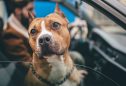 Raças de cães perigosas: quais são e quais as regras a seguir