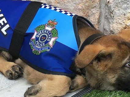 Conheça a história do cão polícia despedido na Austrália