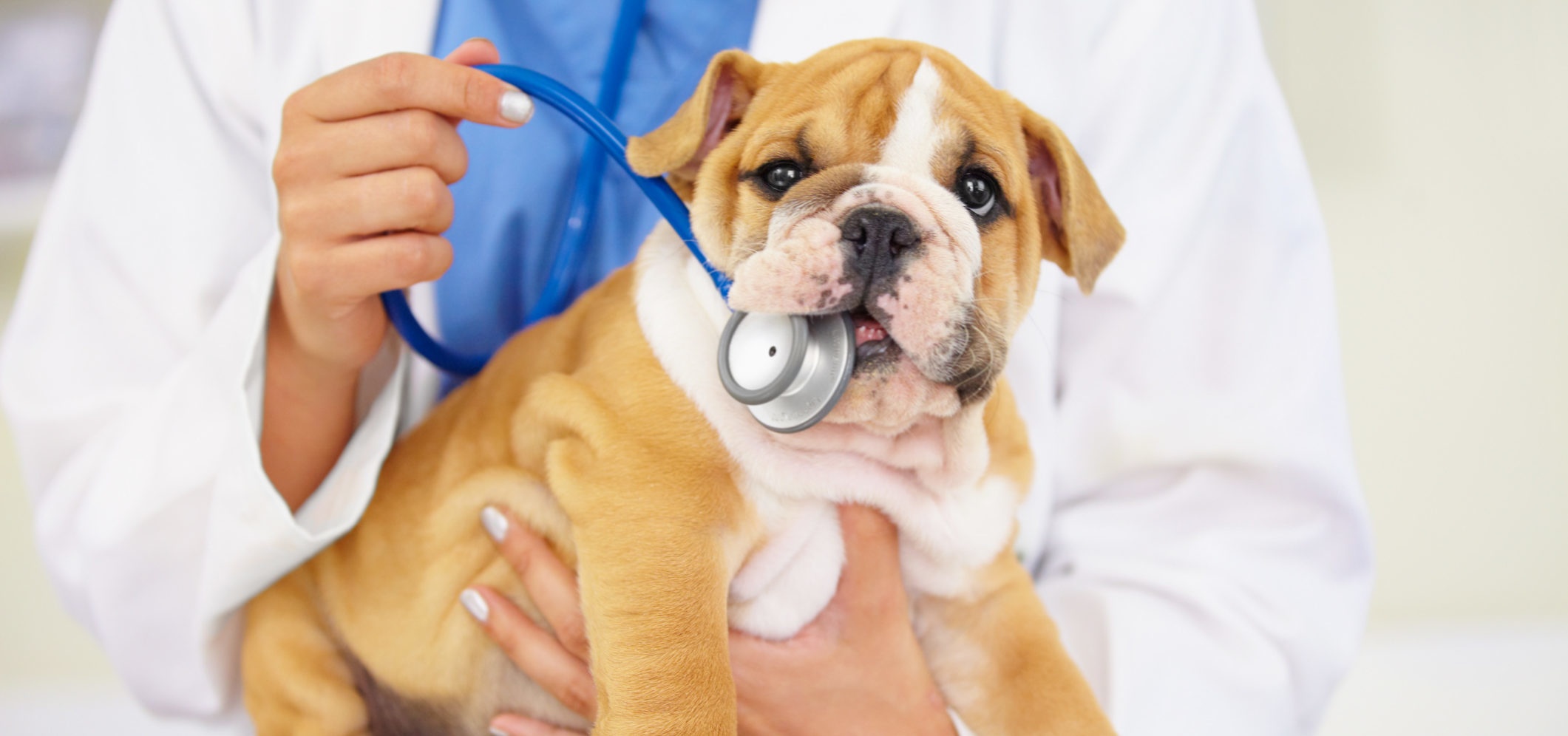 Можно кормить собаку перед прививкой