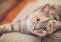 15 curiosidades sobre gatos que vai querer conhecer