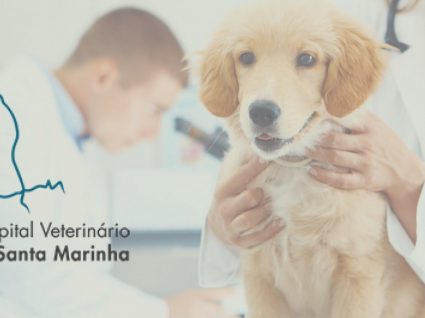 Hospital Veterinário de Santa Marinha está a recrutar veterinários