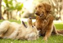 50 curiosidades sobre cães: deixe-se surpreender