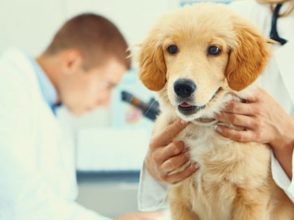 Crescem casos de falsos veterinários: saiba como identificar