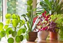 plantas que limpam o ar