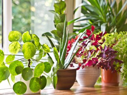 plantas que limpam o ar