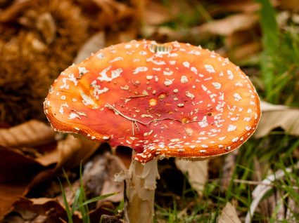 Cogumelos venenosos: conselhos úteis e 8 espécies a evitar