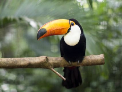 12 razões para visitar a Costa Rica em 2018