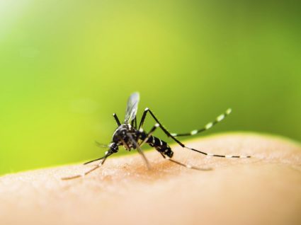 Zika: risco elevado em Portugal